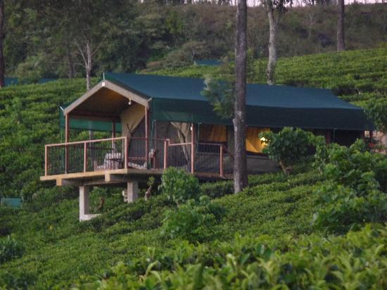 Madulkelle Tea and Eco Lodge