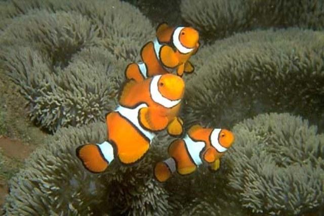 Missionary Home Mapang