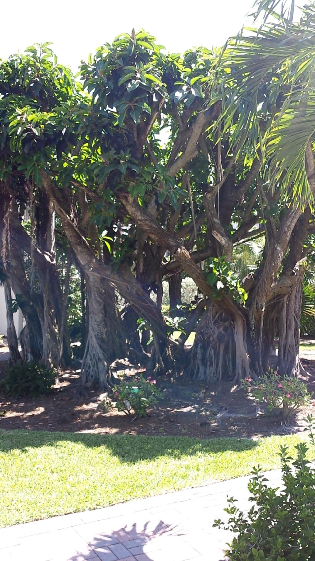 Sanibel Siesta on the Beach