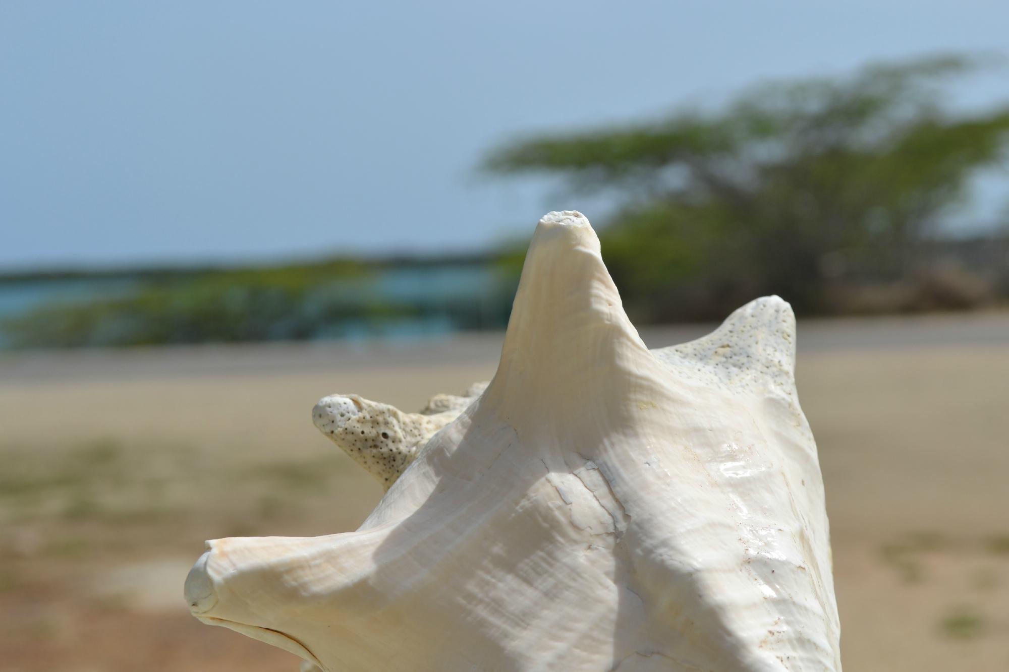 Vistalmar Ocean Suites