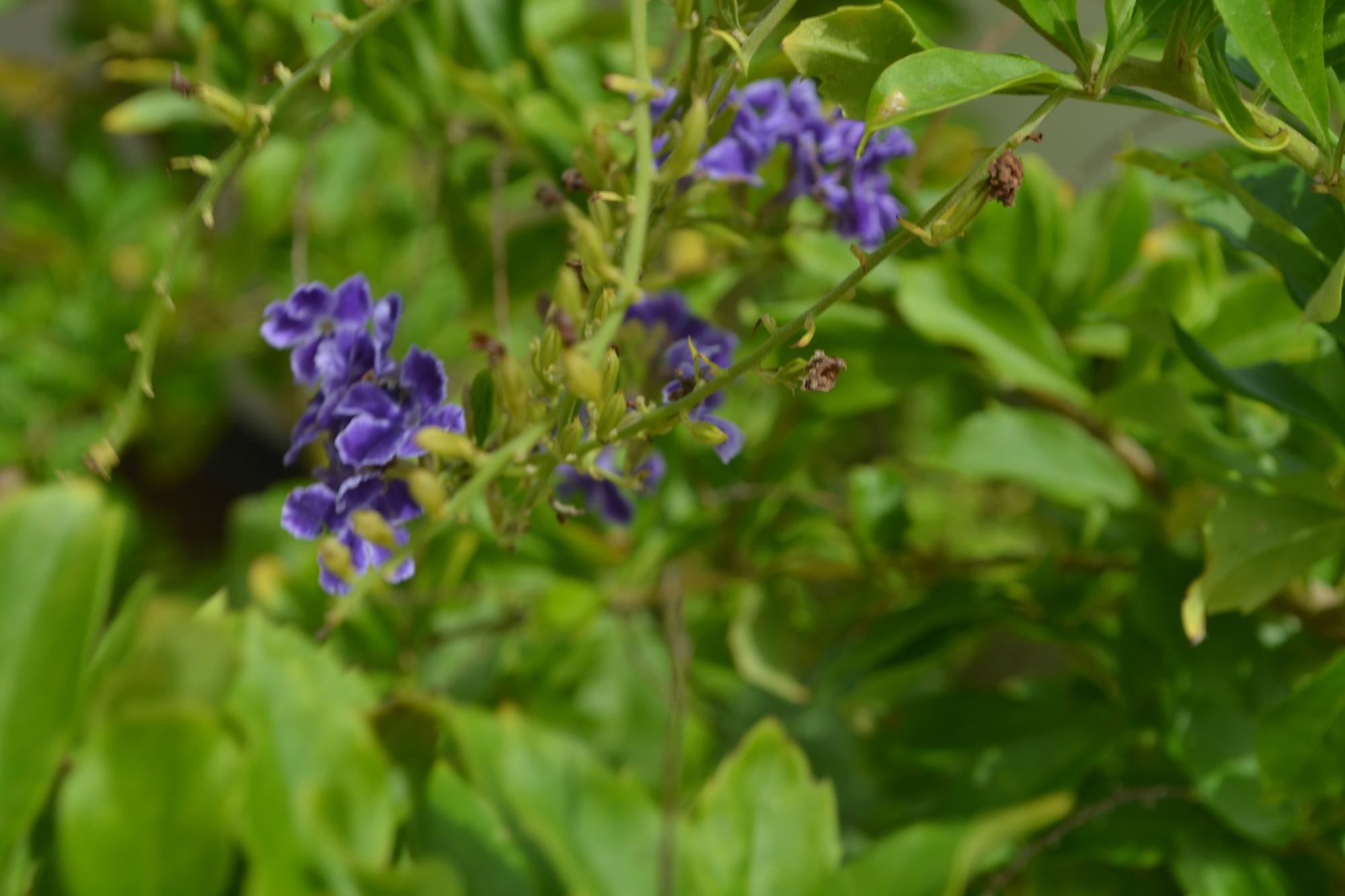 Vistalmar Ocean Suites