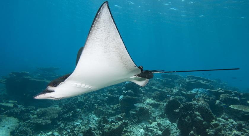 Park Hyatt Maldives Hadahaa