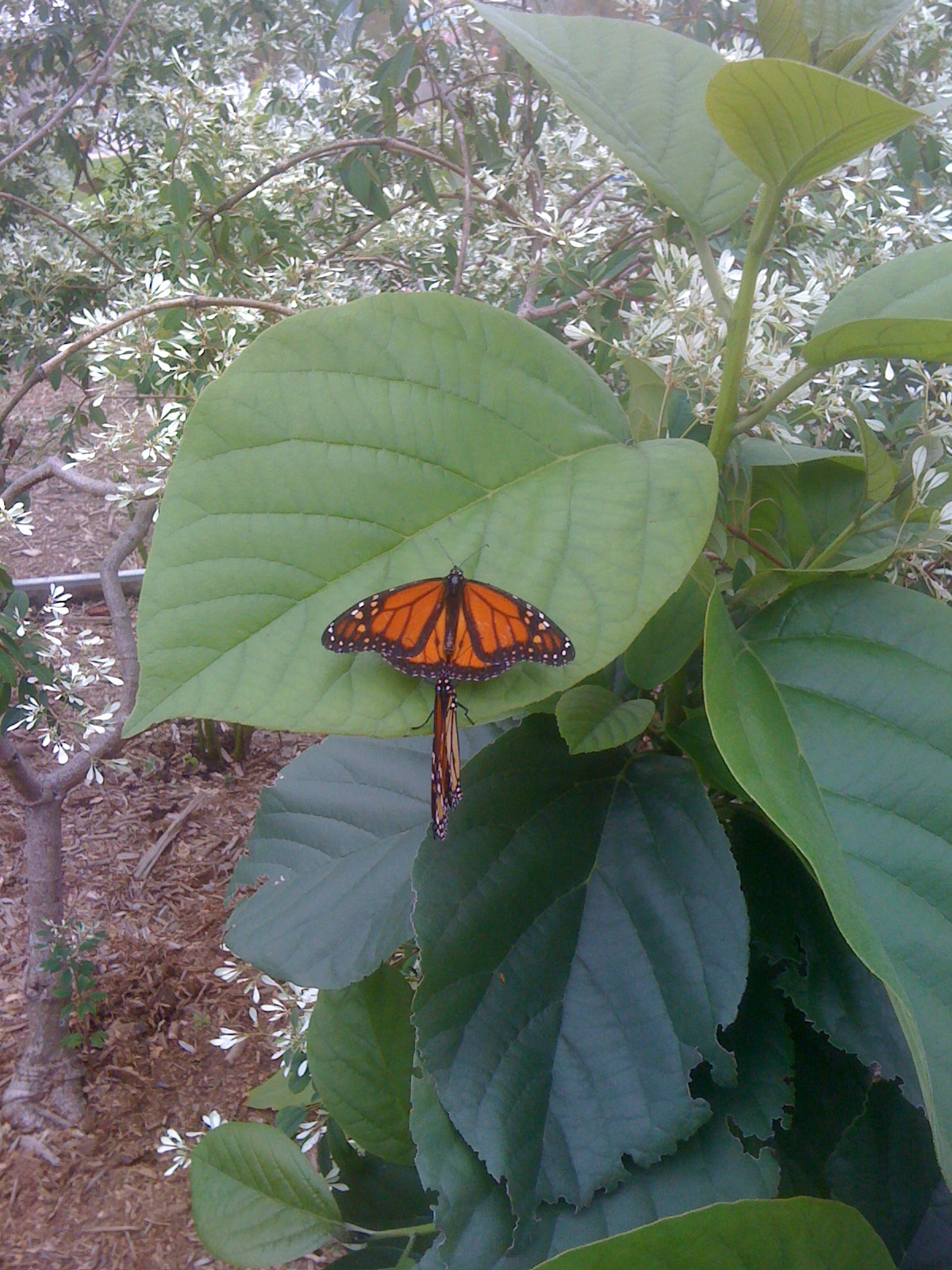 Naples Botanical Garden