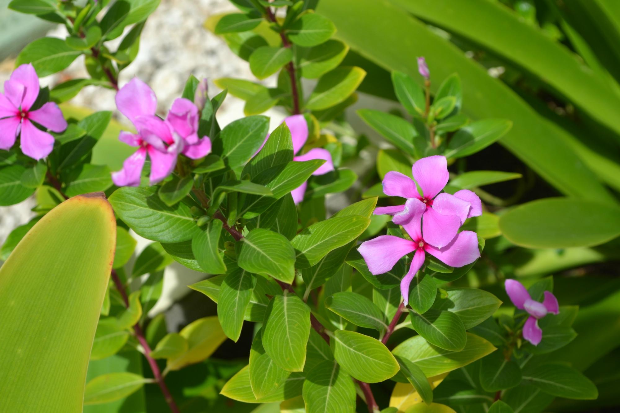 Vistalmar Ocean Suites