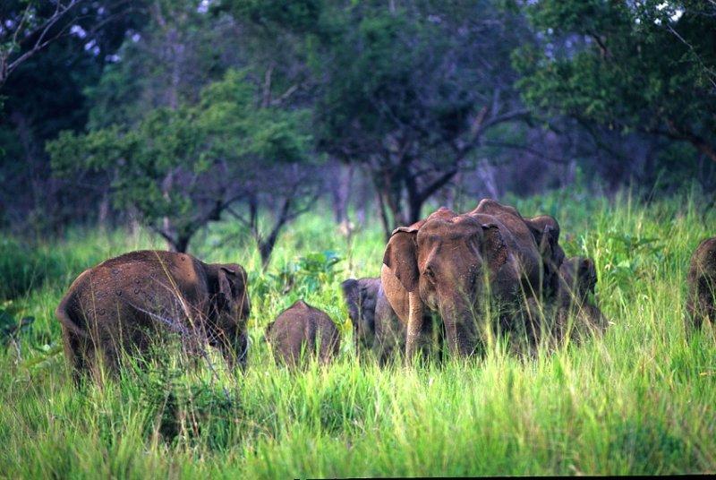 Jetwing Vil Uyana, A Luxury Reserve