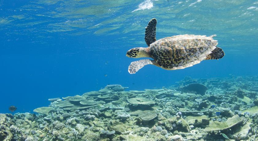 Park Hyatt Maldives Hadahaa