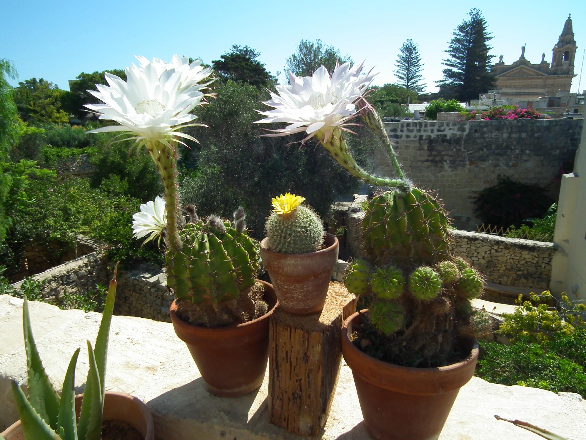 Loggia Mariposa - Boutique Townhouse