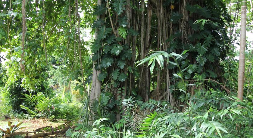 Hotel Mocking Bird Hill