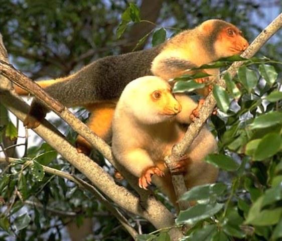 Missionary Home Mapang