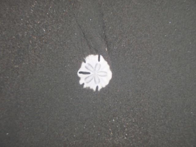 Playa Negra Guesthouse