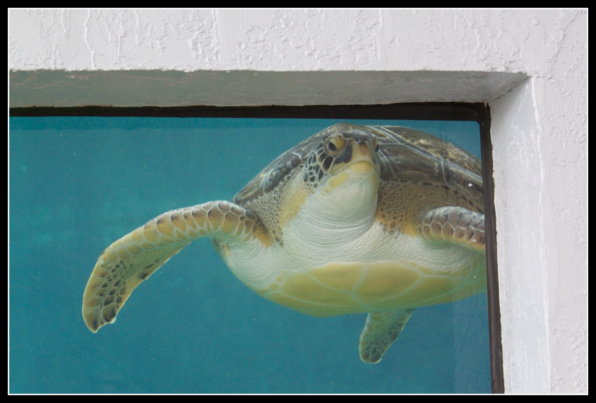 Mote Marine Laboratory & Aquarium