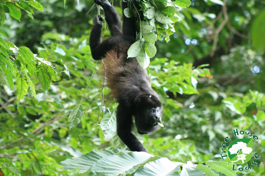 Tree House Beachfront Lodge