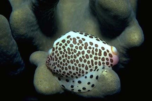 Missionary Home Mapang