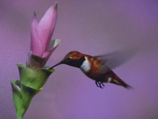 Chuparosa Inn Bed and Breakfast