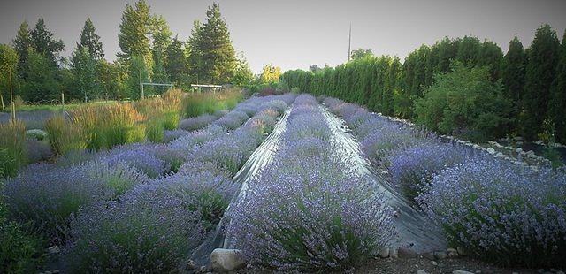 Okanagan Lavender & Herb Farm