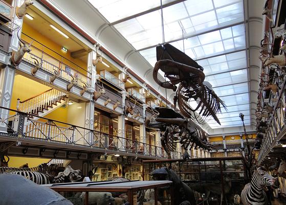 National Museum of Ireland- Natural History