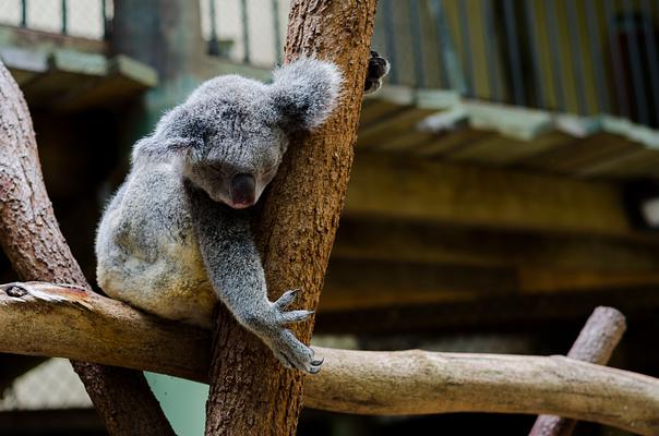 Lone Pine Koala Sanctuary