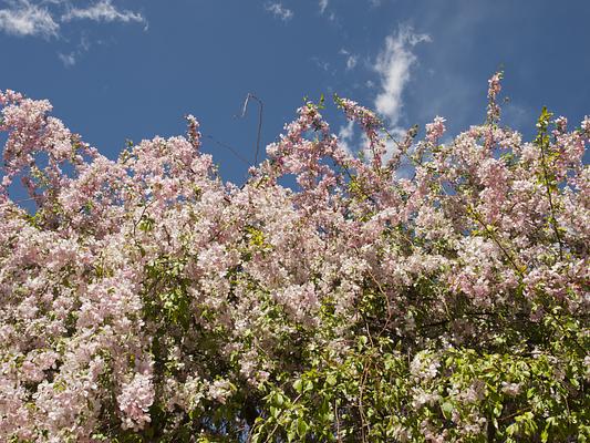 Denver Botanic Gardens