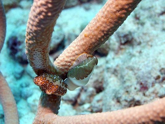 Little Cayman Beach Resort