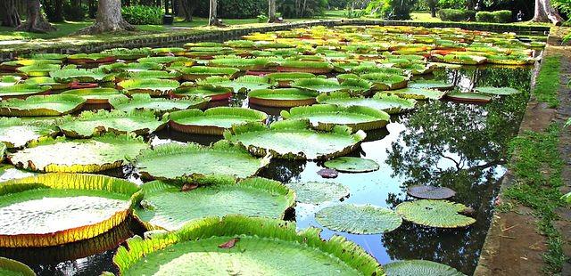 SSR Botanic Garden