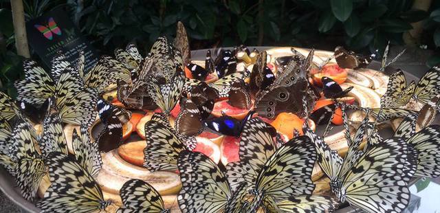 Victoria Butterfly Gardens