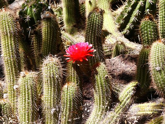 Arizona-Sonora Desert Museum