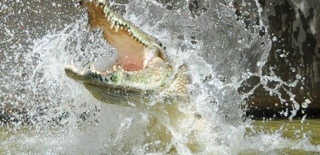 Crocodylus Park