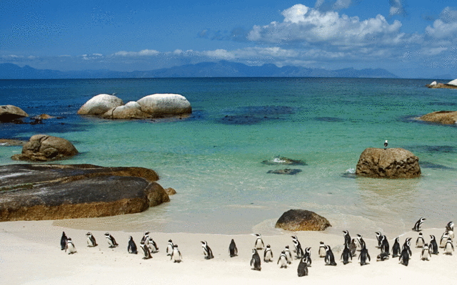 Boulders Beach Penguin Colony