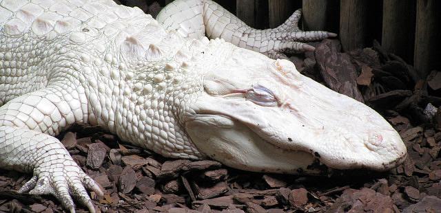 St. Augustine Alligator Farm Zoological Park