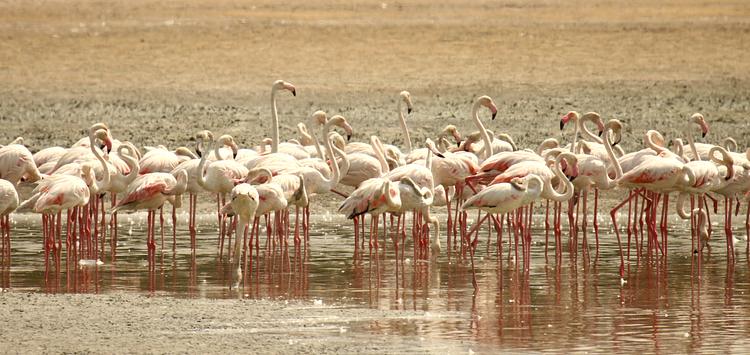 Ras Al Khor Wildlife Sanctuary