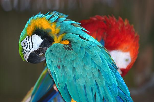 Naples Zoo at Caribbean Gardens