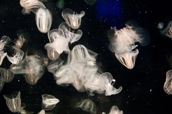 New England Aquarium