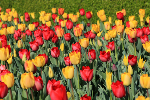 Chicago Botanic Garden