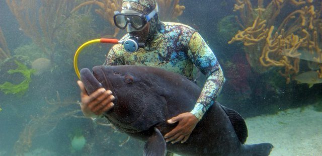 Bermuda Aquarium, Natural History Museum & Zoo