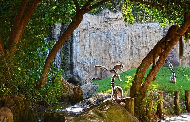 Bioparc Valencia