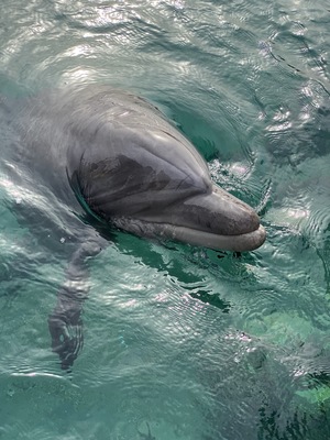 Dolphin Reef