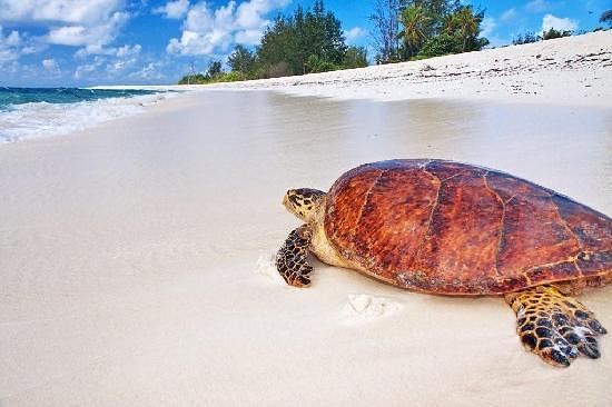 Bird Island, Seychelles