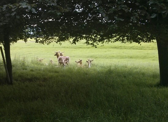 Phoenix Park
