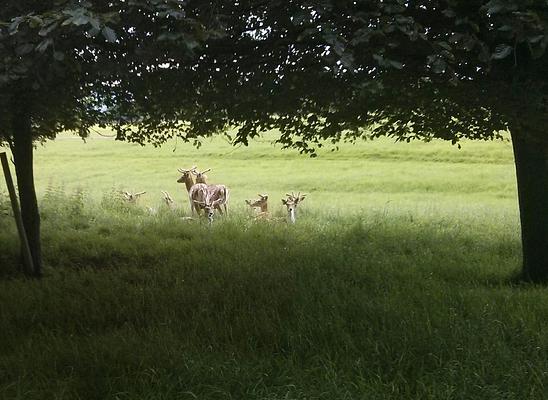 Phoenix Park