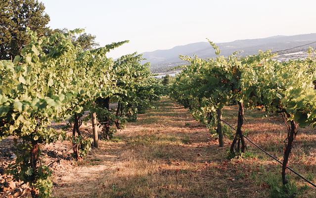 Arbor Crest Wine Cellars