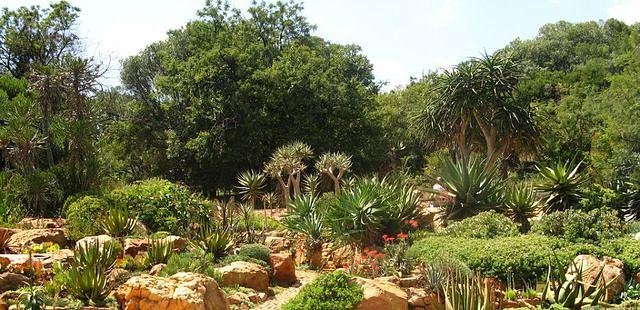 Kirstenbosch National Botanical Garden