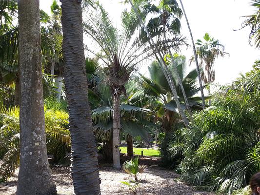 Fairchild Tropical Botanic Garden