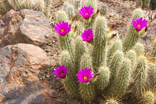 Desert Botanical Garden