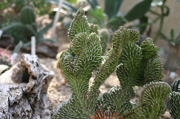 San Antonio Botanical Garden