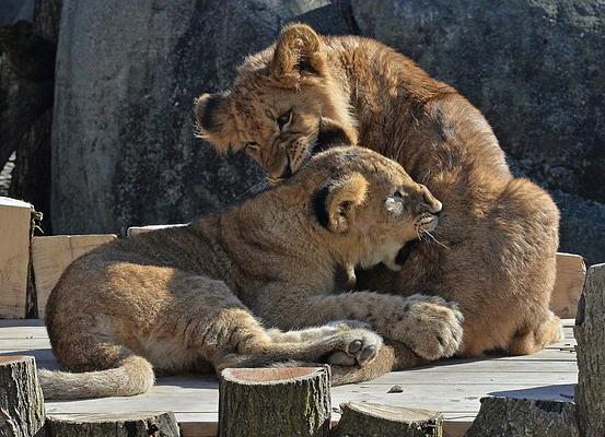 Indianapolis Zoo