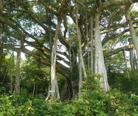 Son Tra Peninsula???s Banyan Tree