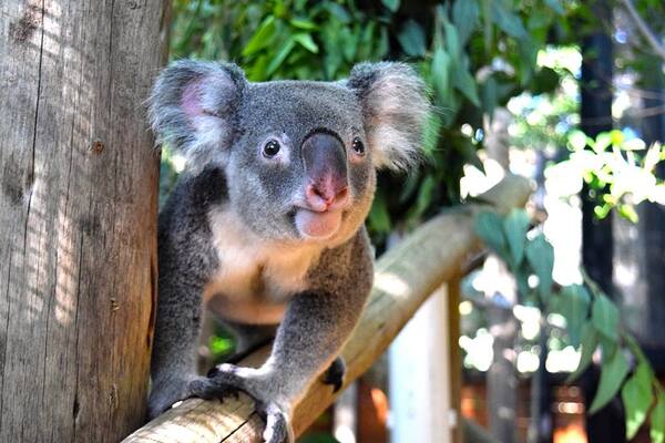 Palm Beach Zoo & Conservation Society