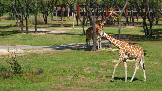 Disney's Animal Kingdom Lodge