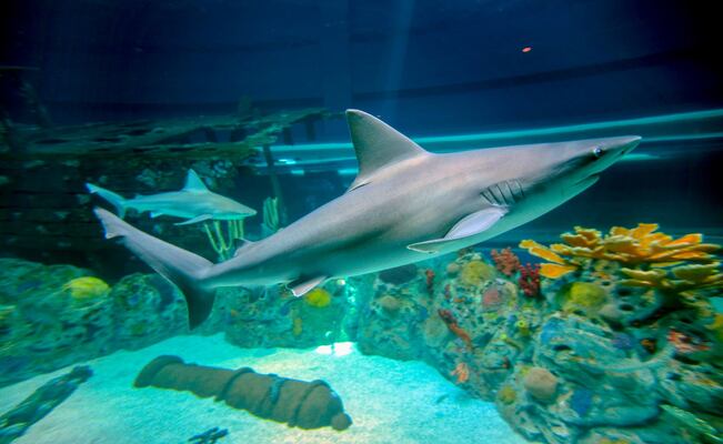 Texas State Aquarium