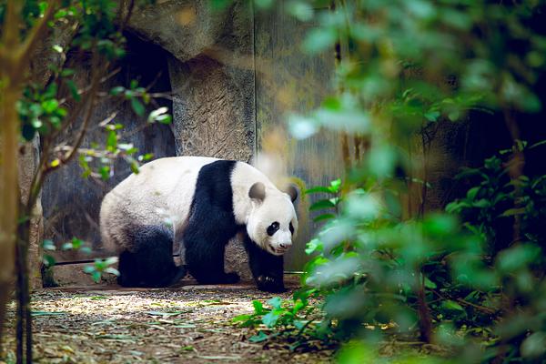 Singapore Zoo